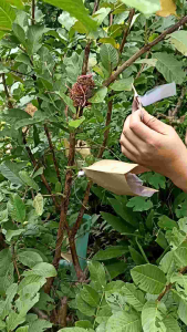 ห่อได้ทั้ง 2 เเบบ ใช้เเม๊กซ์เย็บ เเละ ใช้มือมัด กันฝน กันเเดด กันเเมลง