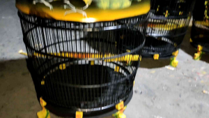 SANGKAR BURUNG MOTIF RAJAWALI HITAM KANDANG PERKUTUT MURAH BERKUALITAS TERBAIK INDONESIA