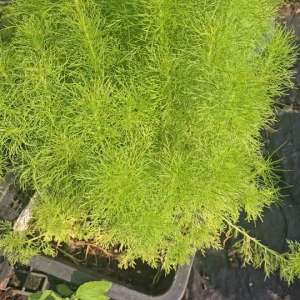 ชุดเซตผักชีลาวช้าง จำนวน5ต้น ในราคาสุดคุ้ม