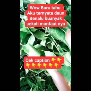 daun benalu/kemladean/menalu fresh 500 gram