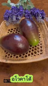 อะโวคาโด้ โมเดลอโว้คาโด้ ราคาต่อ 1 ลูก