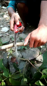 Gergaji Bonsai lengkung & Pruning Gergaji baja slendang