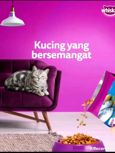 🎊WHISKAS🎊 DRY CAT FOOD 1.1/1.2KG ⁉️⁉️ *JUNIOR 2-12MTHS &ADULT CATS AGED 1+YEARS&7+*🎉🎉
