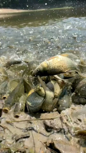 ESSENCE SUPER STRIKE eseen umpan ikan 5X lebih cepat strike mancing anti boncos