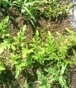 BIJI | BENIH TANAMAN SEMANGKA INUL MARDY F1