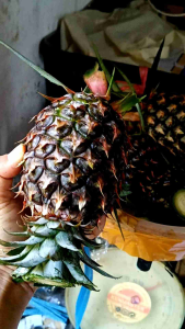 NANAS MUDA ASLI 100% Pelancar Haid: Isi 2 Buah Nanas Muda Obat Tradisional Pelancar Haid