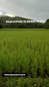 BENIH PADI INFARI 50 MAREM original produk 1KG.