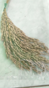 Padi Huma Pertangkay Isi 25Helay: Panduan Lengkap