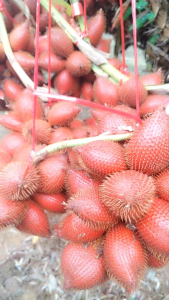 สละสุมาลี สละจันทบุรี ผลไม้สดจากสวน สวนกิจจา