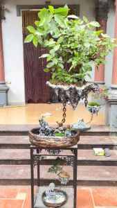 Siêu Đảo Bay - Chậu trồng bon sai Avatar Decor thích hợp cho trang trí phòng khách và nội thất