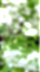 Anak Pokok Water Jasmine/Wrightia Religiosa /水梅/水茉莉 Water Jasmine Seeds Water Jet Price - Lazada