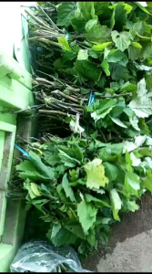 Bibit Nilam Aceh Unggul Jenis Sidikalang