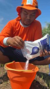 Pupuk Meroke MAP 1 Kg Kemasan Pabrik Hidroponik Mono Amonium Phosphate Ultradap Map NP