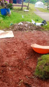 Jual Rumput Swis Ukuran 1M X 1M Pusat Rumput Taman