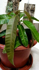 Mango Plant Organic