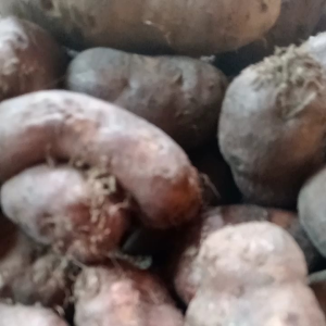 Kentang Klici Hitam Fresh Murah 1 Kg: Makanan Tradisional Indonesia