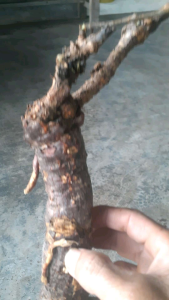 05kg Củ Hà Thủ Ô trắng sắc lát phơi khô là loại mọc tự nhiên vùng núi Đá Bàn Khánh Hòa phơi khô bằng nắng tự nhiên