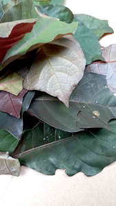 Daun Ungu hanelem segar 500 gram