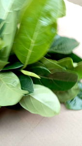 Daun nangka segar baru petik 1 kg