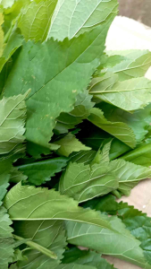 Daun murbei basasaran 250 gram