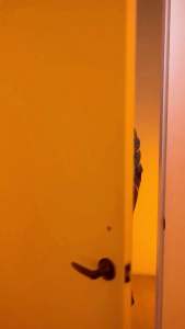 Rebound Hangover Fix Drink Recovery Shot Beverage - ORANGE Flavor - Wake Up Fresh Headache-Free & Energized | Take as Your Last Shot of the Night | 60ml Natural Detox Vegan Formula | FDA approved