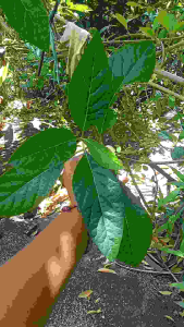 Daun Afrika Muda Segar Bugar Kemasan 40 Lembar Siap Kirim