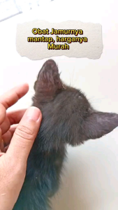SALEP MICONAZOLE UNTUK JAMUR INFEKSI SCABIES KUCING SALEP MICONAZOLE