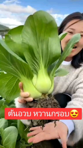 user20536485`{"🔥เมล็ดผักกวางตุ้งฮ่องเต้🔥(500เมล็ด) #พร้อมส่ง"}