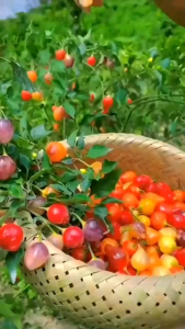 🌈 7 สี พริก สีรุ้ง พริก ซองละ100เมล็ด ซองใหญ่ 🌈