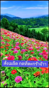 🌺เมล็ดพันธุ์ดอกบานชื่น 100เมล็ด คลองพันธุ์ กลีบซ้อน ซองใหญ่ ผ่าตัดส่งฟรี