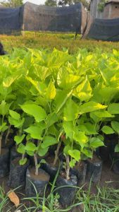 BIBIT BUAH MURBEI CEPAT BERBUAH