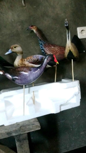 (BISA COD) JONTROT BURUNG RAWA BELIBIS MANDAR PELAN TEKUKUR PUNAI WALIK AYAM UTAN BETINA