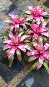 Neoregelia Sugar Buzz ( 積水风梨/bromeliad )