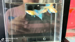 Guppy 孔雀鱼 -red eye sky blue 红眼天空蓝孔雀鱼 （1pair）random