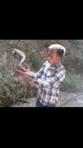 Arit rumput garut model jawa full baja 100 %