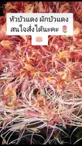 1 กิโล เหง้าบัวแดง จาก 79 ราคาปกติ บริเวณ 70-79 บาท 10 แถม 2 โล