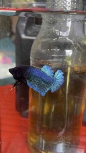 หม้อเขียวอินโด ชุดเทราคา คัดผ่านบ่อน รับประกันเขี้ยวคม ตรงปกทุกตัว แผล ตา-พุงขี้