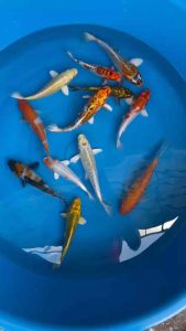 🇯🇵🇲🇾 Japan koi local breed 12pcs combo + 10kg koi food + 11 bottles Probiokoi