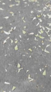 Cover cvt aerox old & lexi tebal 5 mm bening transparan free baud