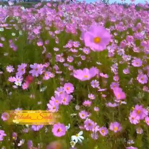 [Virladia Seeds] Biji Benih tanaman bunga Cosmos Sensation Mix