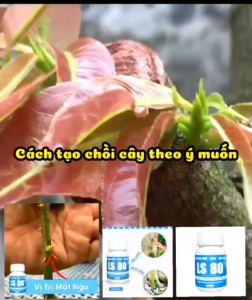 Kích mầm - Kích chồi LS80 hũ 30gr. Tạo chồi tại vị trí mong muốn chồi khỏe không suy cây