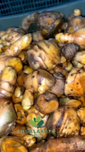New Promo Temu lawak segar 1 kg - temulawak fresh