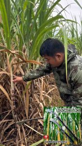 รับประกัน1ปี (🔥🔥รุ่นใหม่)มีดตัดอ้อยทรงตรง TS-10 มีดพร้าขอด้ามสั้นด้ามยาว ถางป่า สรางใบอ้อย ใช้งานอเนกประสงค์ พร้อมส่ง