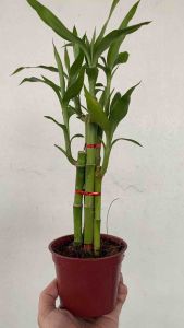 Lucky Bamboo Plant in Pot
