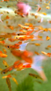 (Pair) Coral Red Double Sword Guppy (Poecilia reticulata) / Endlers / Fish