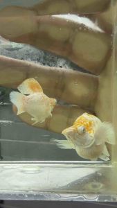 🔥SUPER RARE🔥 🇵🇭🇵🇭 SAKURA 🌸 DIAMOND 💎 Balloon Molly Fish Pair (TOP PREMIUM GRADE)