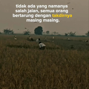 Bibit Padi Tingkol kemasan 1kg Berhadiah langsung jika beruntung