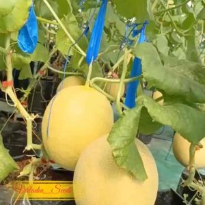 [Virladia Seeds] 10 Biji Benih Melon Inthanon | Golden Emerald Melon