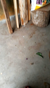 SAPU LIDI / SAPU LIDI HALAMAN / SAPU LIDI KELAPA / SAPU LIDI AREN