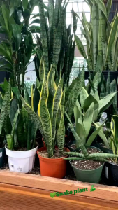 Lidah Mertua (Snake Plant): Tanaman Hias Rumah yang Tahan Kering & Mudah Merawat
